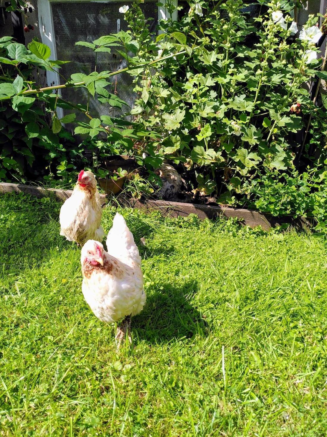 Laegenhet Naturnaera I Henån Buitenkant foto